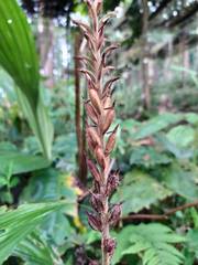 Erythrodes latifolia