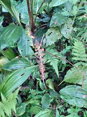 Erythrodes latifolia