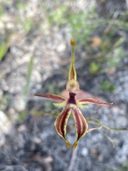 Caladenia plicata