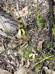 Caladenia macrostylis
