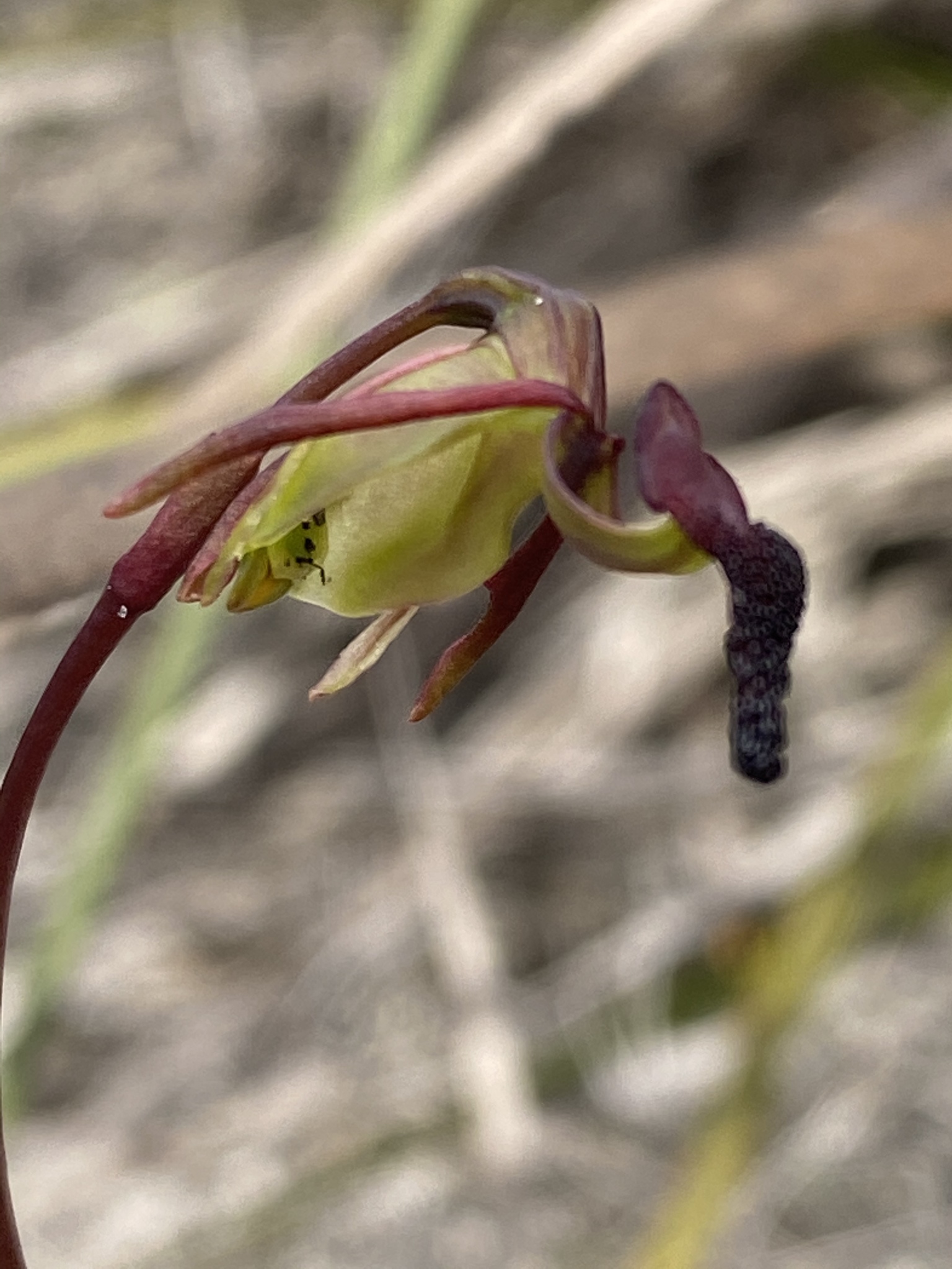 https://inaturalist-open-data.s3.amazonaws.com/photos/94270356/original.jpg