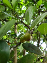 Elaeodendron xylocarpum