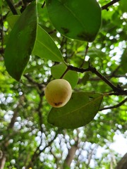 Elaeodendron xylocarpum