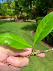 Elaeodendron xylocarpum