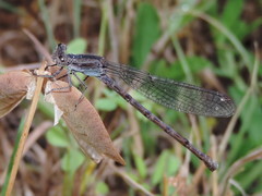 Argia immunda