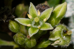 Geniostoma densiflorum