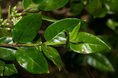 Geniostoma densiflorum