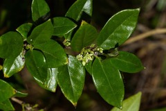 Geniostoma densiflorum