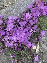 Epilobium obcordatum