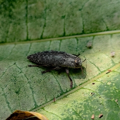 Dicerca aeneovaria
