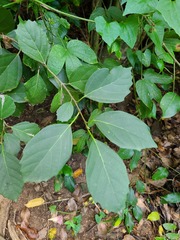 Cordia dichotoma