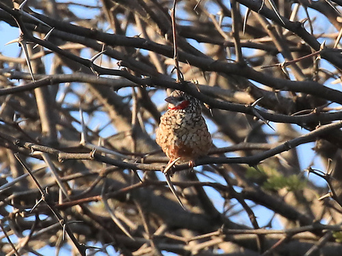 Cut-throat Finch (Amadina fasciata), photo 5