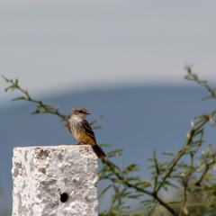 Pyrocephalus rubinus mexicanus