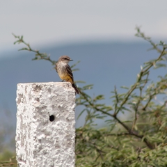 Pyrocephalus rubinus mexicanus