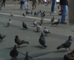 Columba livia domestica