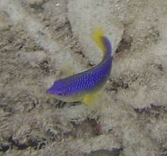 Stegastes leucostictus