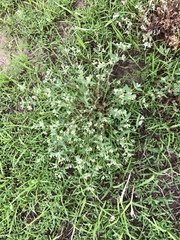 Euphorbia capitellata