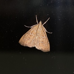 Glaphyria sesquistrialis