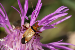 Adelphocoris vandalicus