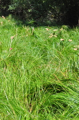 Carex exsiccata