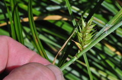 Carex exsiccata