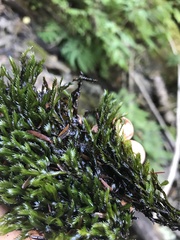 Fissidens grandifrons