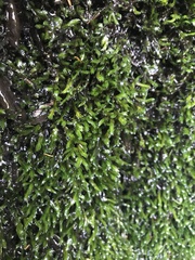 Fissidens grandifrons