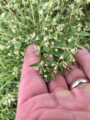 Euphorbia capitellata