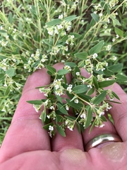 Euphorbia capitellata