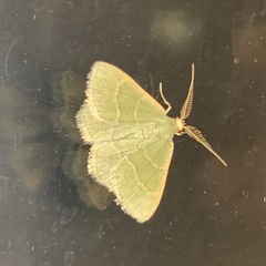 Chlorochlamys phyllinaria