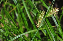 Carex exsiccata