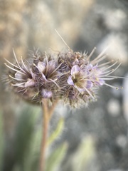 Phacelia hastata compacta