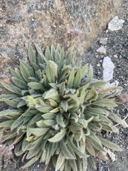 Phacelia hastata compacta