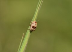 Cryptocephalus mutabilis