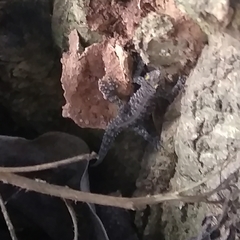 Cnemaspis mysoriensis
