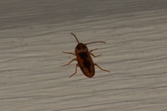 Conoderus vespertinus