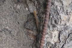 Cnemaspis mysoriensis