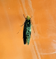 Monopis weaverella