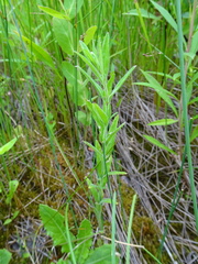 Epilobium strictum