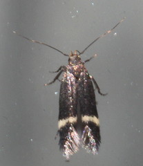 Aproaerema simplexella