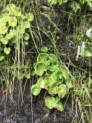 Parnassia asarifolia