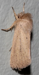 Bathytricha leonina