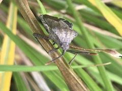 Piezogaster indecorus