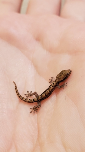 Mourning Gecko