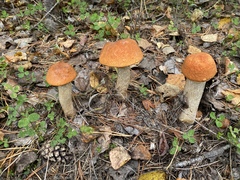 Leccinum