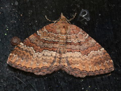 Chrysolarentia bichromata