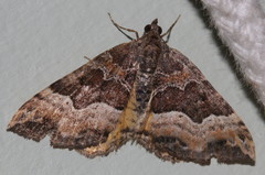 Chrysolarentia lucidulata