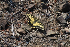 Papilio machaon oregonius