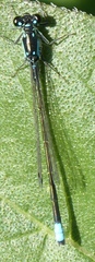 Ischnura damula