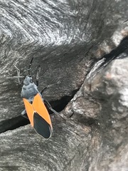 Melanopleurus bicolor